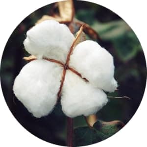 Men's Premium Comfort Pickleball Socks