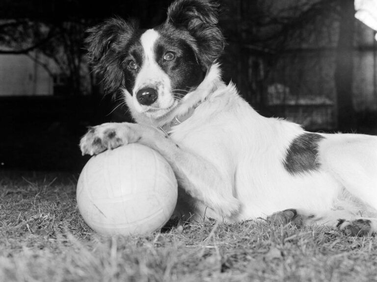 Why Is It Called Pickleball?